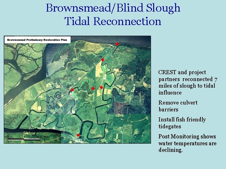 Brownsmead/Blind Slough Tidal Reconnection CREST and project partners reconnected 7 miles of slough to