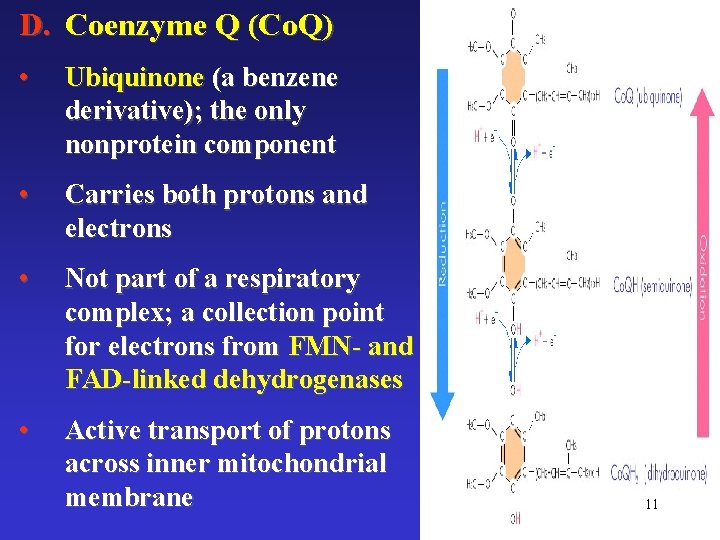 D. Coenzyme Q (Co. Q) • Ubiquinone (a benzene derivative); the only nonprotein component