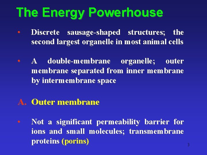 The Energy Powerhouse • Discrete sausage-shaped structures; the second largest organelle in most animal