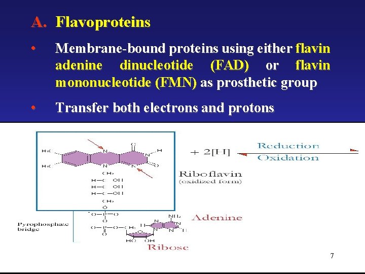 A. Flavoproteins • Membrane-bound proteins using either flavin adenine dinucleotide (FAD) or flavin mononucleotide