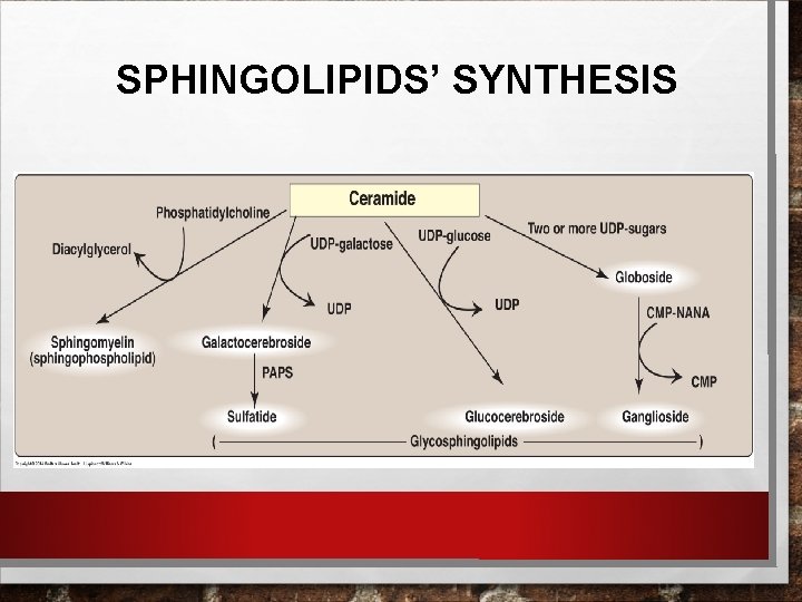 SPHINGOLIPIDS’ SYNTHESIS 