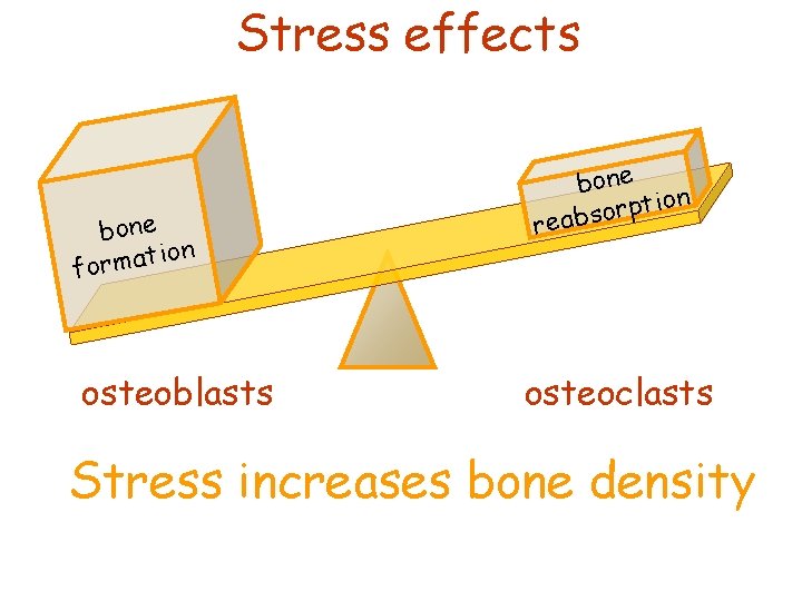 Stress effects bone ion t a m r o f osteoblasts bone on i