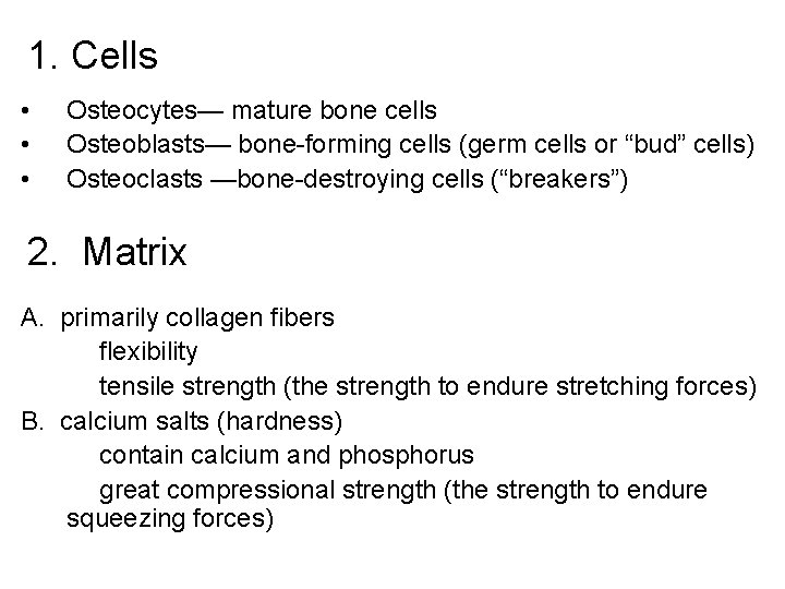1. Cells • • • Osteocytes— mature bone cells Osteoblasts— bone-forming cells (germ cells