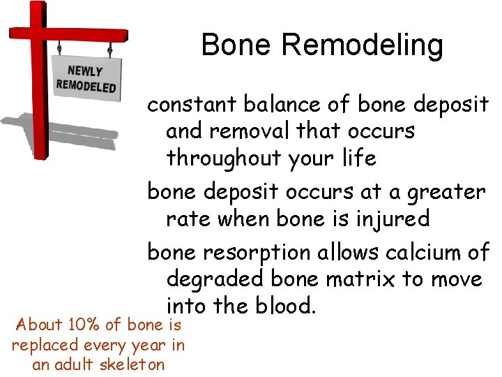 Bone Remodeling constant balance of bone deposit and removal that occurs throughout your life