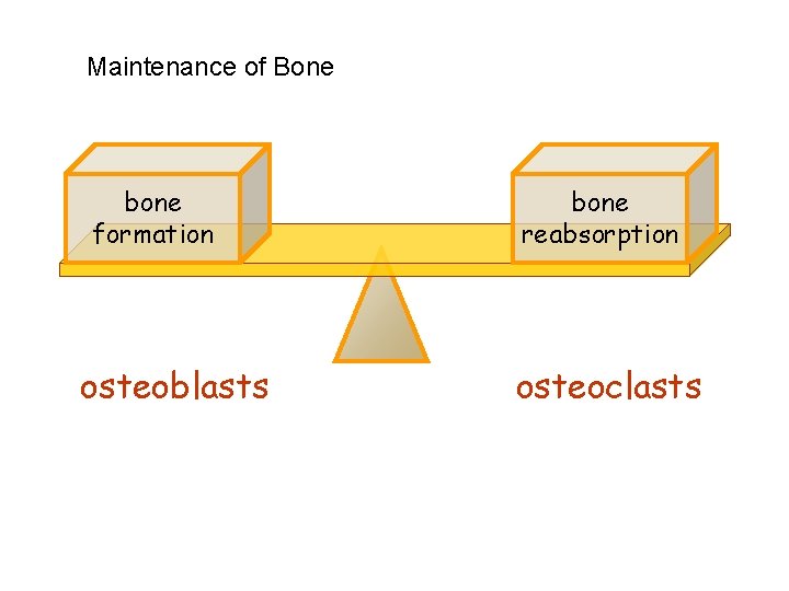 Maintenance of Bone bone formation osteoblasts bone reabsorption osteoclasts 