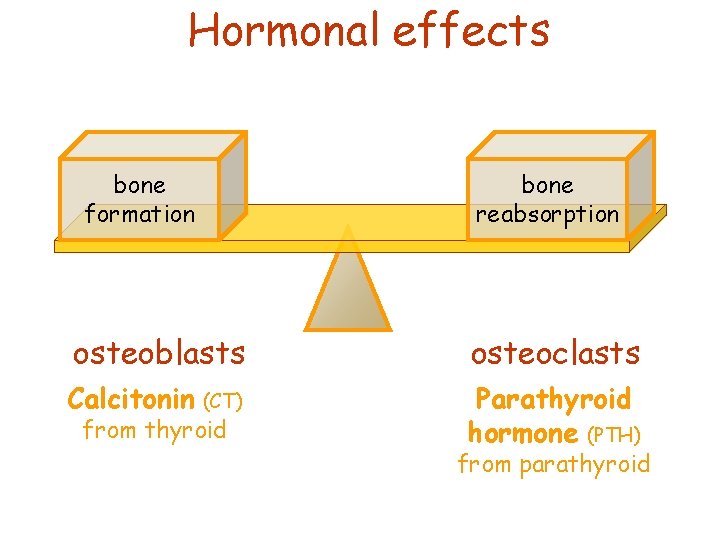 Hormonal effects bone formation bone reabsorption osteoblasts osteoclasts Calcitonin Parathyroid hormone (PTH) (CT) from