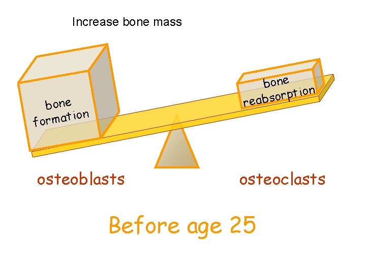 Increase bone mass bone on i t p r o reabs bone ion t