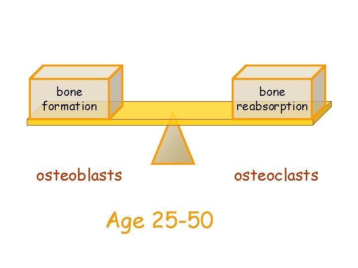 bone formation bone reabsorption osteoblasts Age 25 -50 osteoclasts 