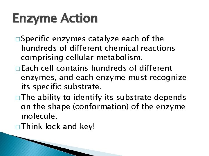 Enzyme Action � Specific enzymes catalyze each of the hundreds of different chemical reactions