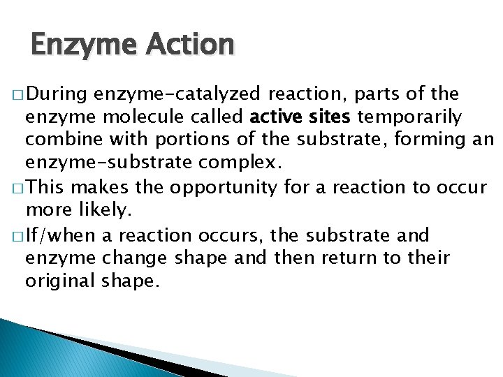 Enzyme Action � During enzyme-catalyzed reaction, parts of the enzyme molecule called active sites