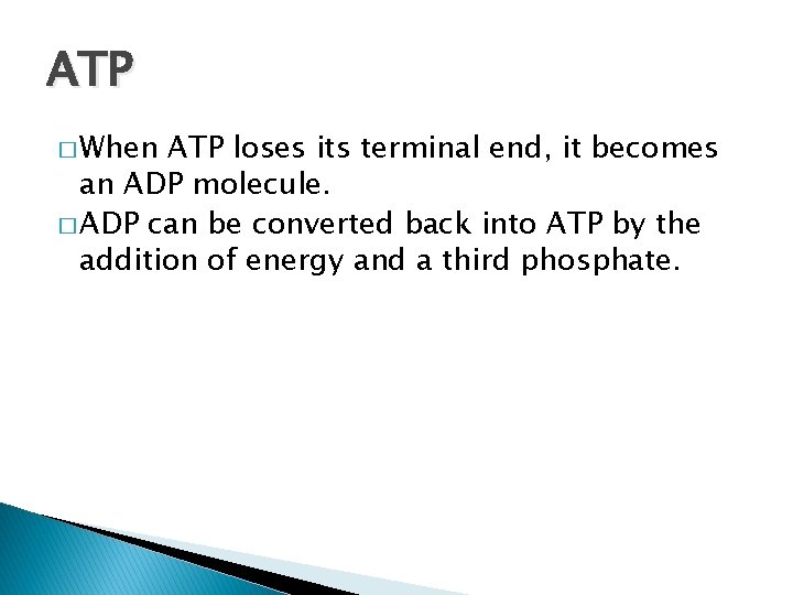ATP � When ATP loses its terminal end, it becomes an ADP molecule. �