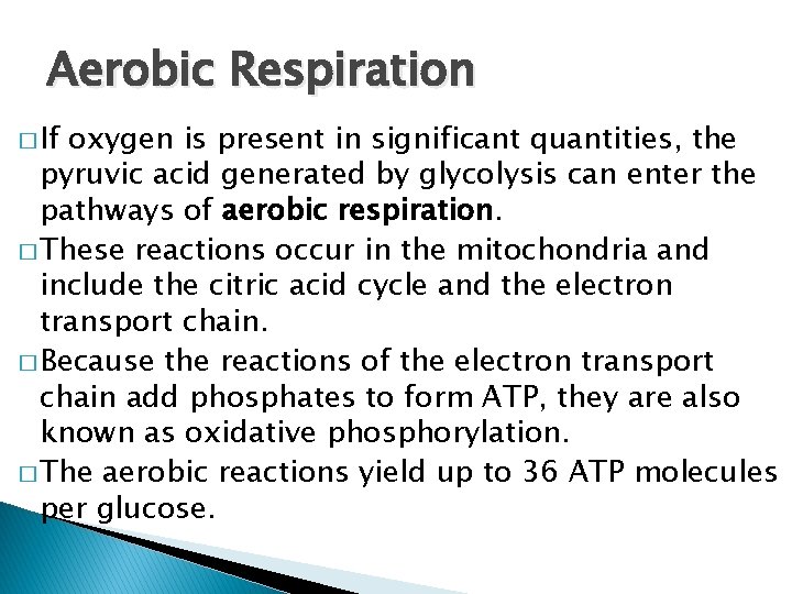 Aerobic Respiration � If oxygen is present in significant quantities, the pyruvic acid generated