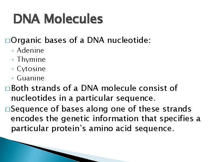 DNA Molecules � Organic ◦ ◦ bases of a DNA nucleotide: Adenine Thymine Cytosine