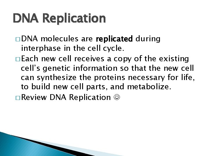 DNA Replication � DNA molecules are replicated during interphase in the cell cycle. �