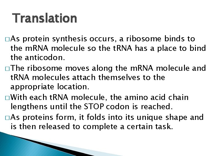 Translation � As protein synthesis occurs, a ribosome binds to the m. RNA molecule