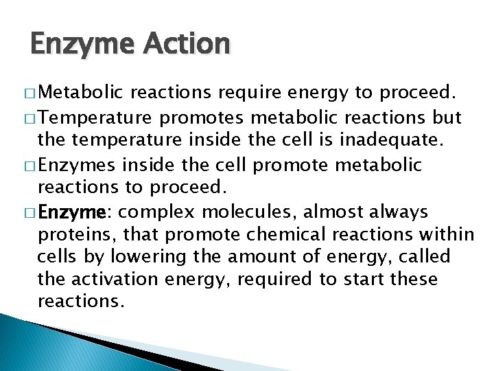 Enzyme Action � Metabolic reactions require energy to proceed. � Temperature promotes metabolic reactions