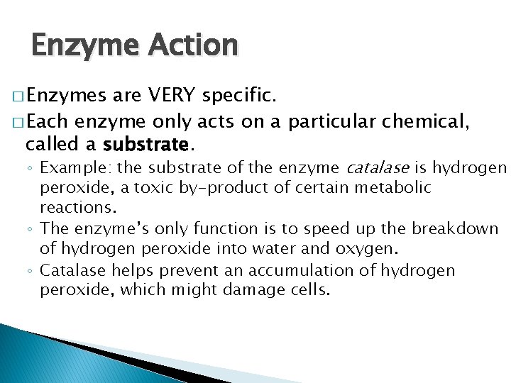 Enzyme Action � Enzymes are VERY specific. � Each enzyme only acts on a