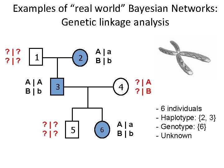 Examples of “real world” Bayesian Networks: Genetic linkage analysis ? |? 1 A|A B|b