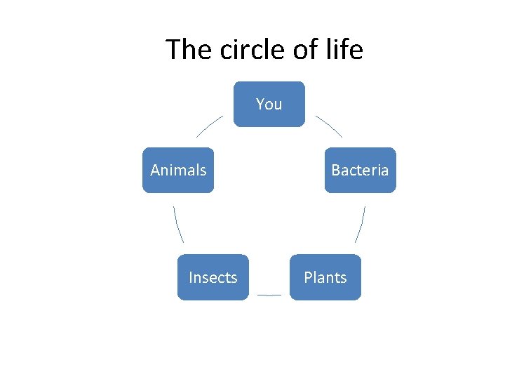 The circle of life You Animals Insects Bacteria Plants The circle of life You Animals Insects Bacteria Plants