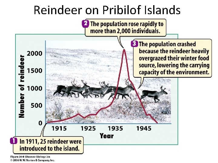 Reindeer on Pribilof Islands Reindeer on Pribilof Islands