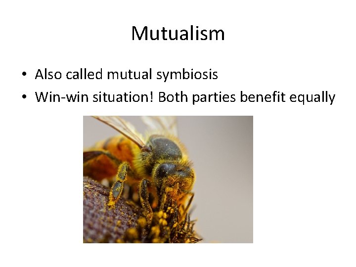 Mutualism • Also called mutual symbiosis • Win-win situation! Both parties benefit equally Mutualism • Also called mutual symbiosis • Win-win situation! Both parties benefit equally