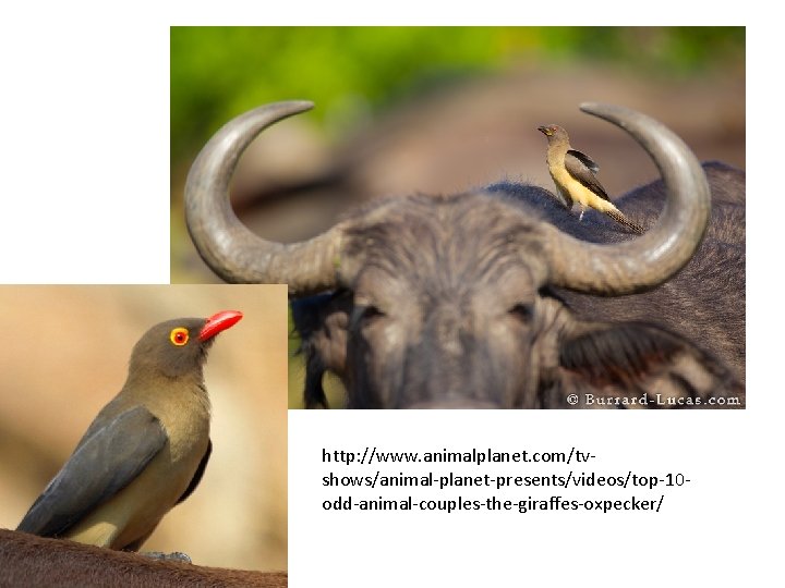 http: //www. animalplanet. com/tvshows/animal-planet-presents/videos/top-10 odd-animal-couples-the-giraffes-oxpecker/ http: //www. animalplanet. com/tvshows/animal-planet-presents/videos/top-10 odd-animal-couples-the-giraffes-oxpecker/