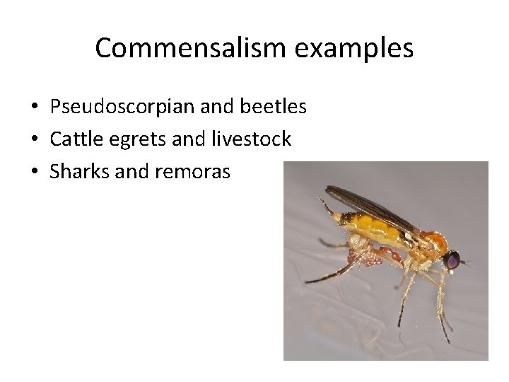 Commensalism examples • Pseudoscorpian and beetles • Cattle egrets and livestock • Sharks and Commensalism examples • Pseudoscorpian and beetles • Cattle egrets and livestock • Sharks and
