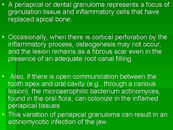 § A periapical or dental granuloma represents a focus of granulation tissue and inflammatory