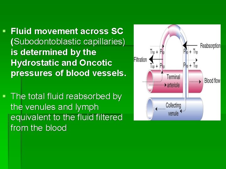 § Fluid movement across SC (Subodontoblastic capillaries) is determined by the Hydrostatic and Oncotic