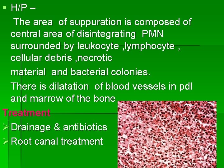 § H/P – The area of suppuration is composed of central area of disintegrating
