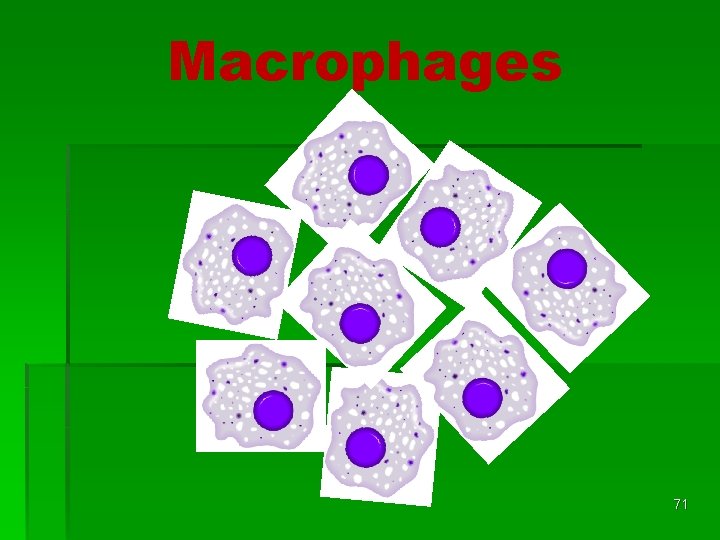 Macrophages 71 