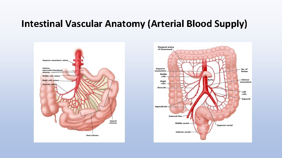 Intestinal Vascular Anatomy (Arterial Blood Supply) 