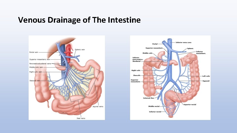 Venous Drainage of The Intestine 