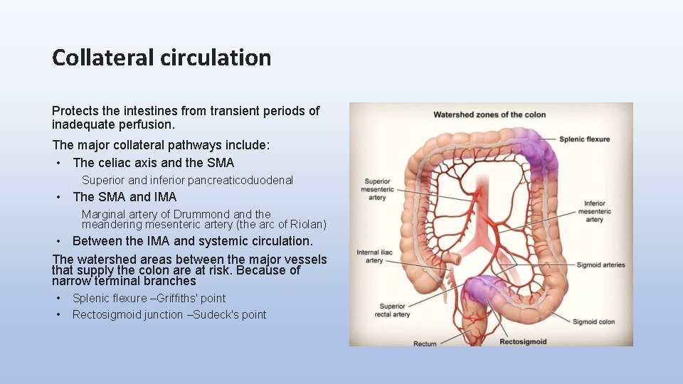 Collateral circulation Protects the intestines from transient periods of inadequate perfusion. The major collateral