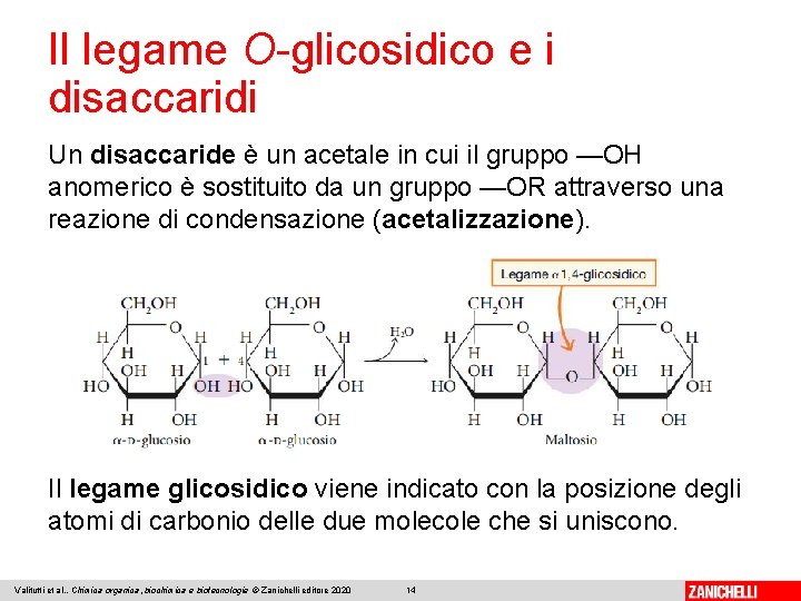 Il legame O-glicosidico e i disaccaridi Un disaccaride è un acetale in cui il