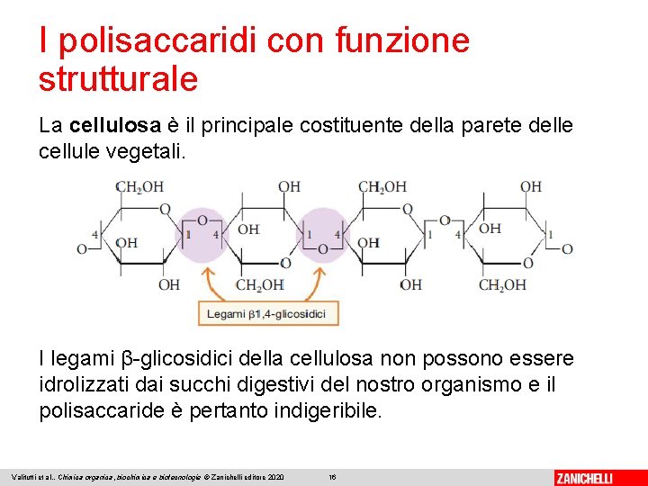 I polisaccaridi con funzione strutturale La cellulosa è il principale costituente della parete delle