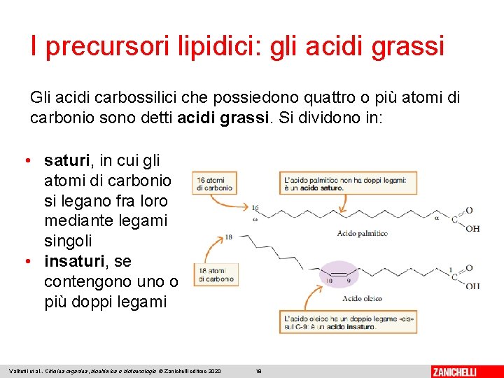 I precursori lipidici: gli acidi grassi Gli acidi carbossilici che possiedono quattro o più
