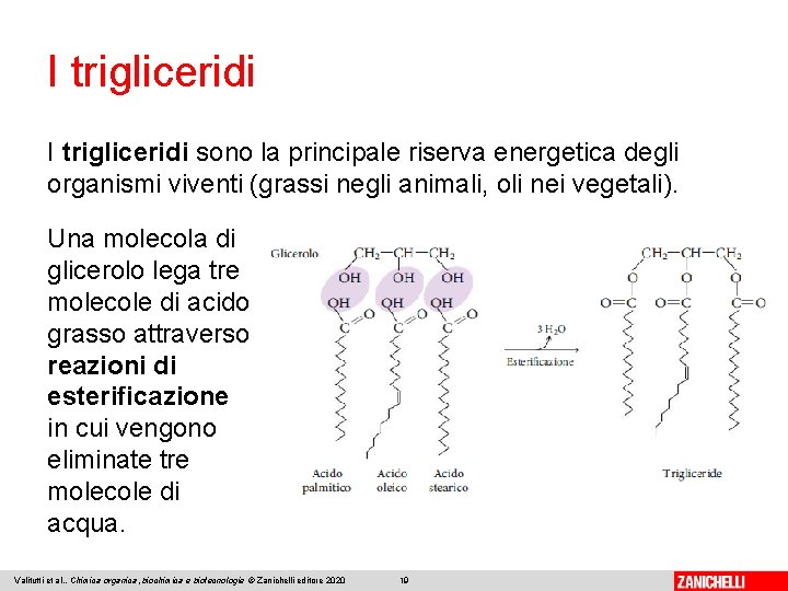 I trigliceridi sono la principale riserva energetica degli organismi viventi (grassi negli animali, oli