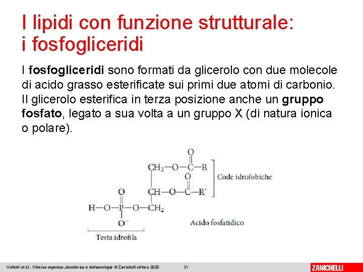 I lipidi con funzione strutturale: i fosfogliceridi I fosfogliceridi sono formati da glicerolo con