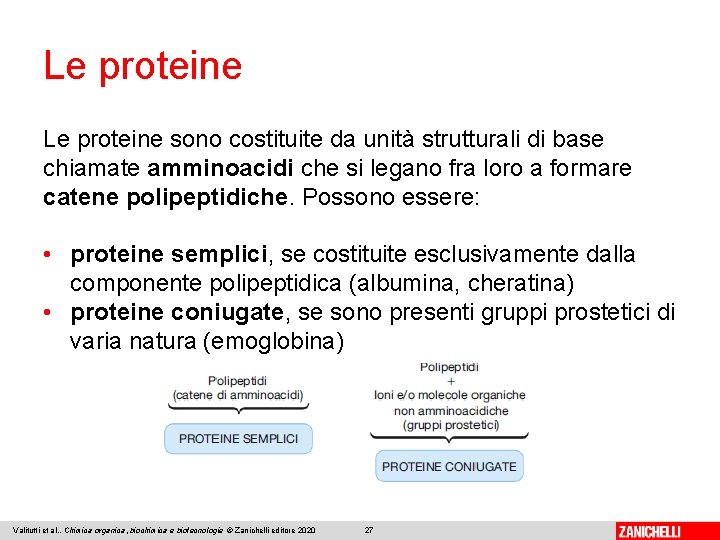 Le proteine sono costituite da unità strutturali di base chiamate amminoacidi che si legano