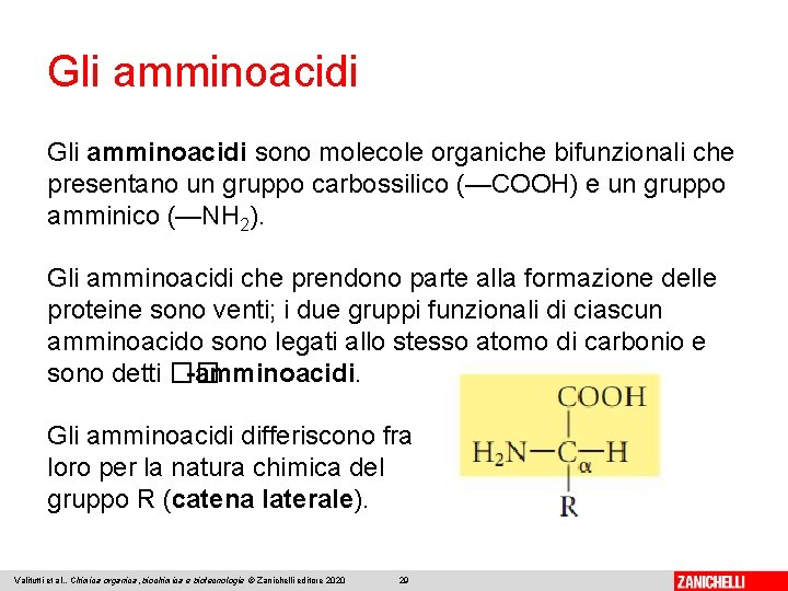 Gli amminoacidi sono molecole organiche bifunzionali che presentano un gruppo carbossilico (—COOH) e un