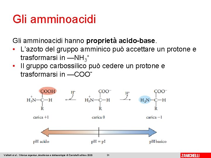 Gli amminoacidi hanno proprietà acido-base. • L’azoto del gruppo amminico può accettare un protone