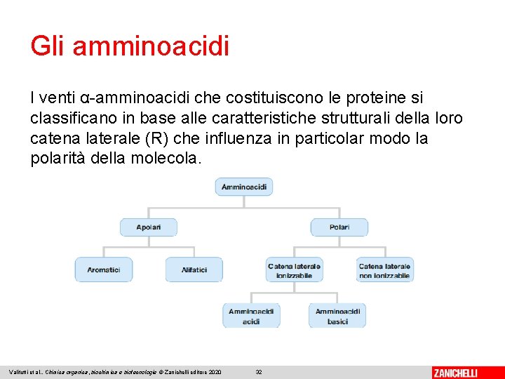 Gli amminoacidi I venti α-amminoacidi che costituiscono le proteine si classificano in base alle