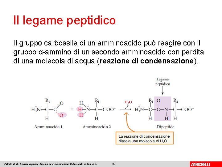 Il legame peptidico Il gruppo carbossile di un amminoacido può reagire con il gruppo