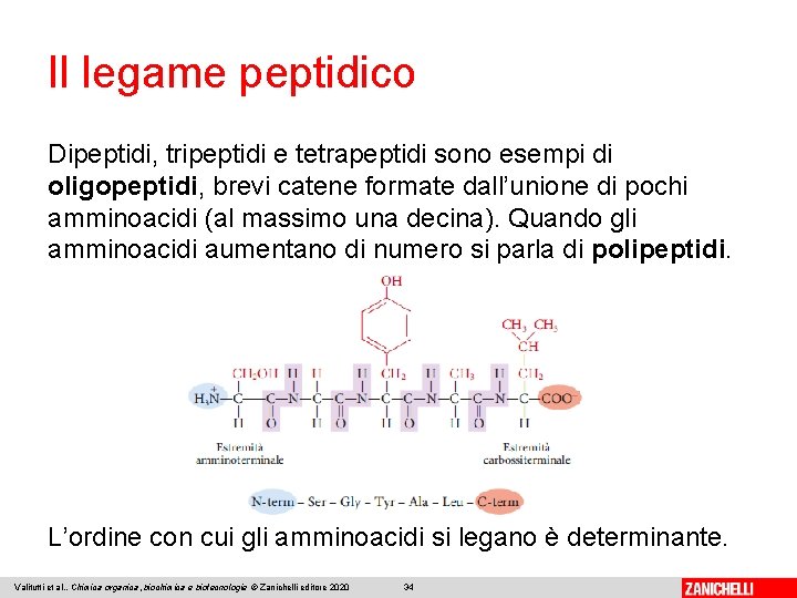 Il legame peptidico Dipeptidi, tripeptidi e tetrapeptidi sono esempi di oligopeptidi, brevi catene formate