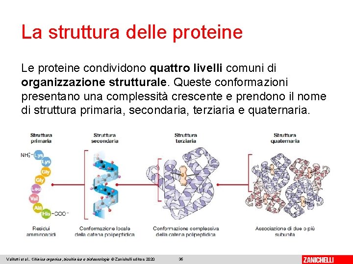 La struttura delle proteine Le proteine condividono quattro livelli comuni di organizzazione strutturale. Queste