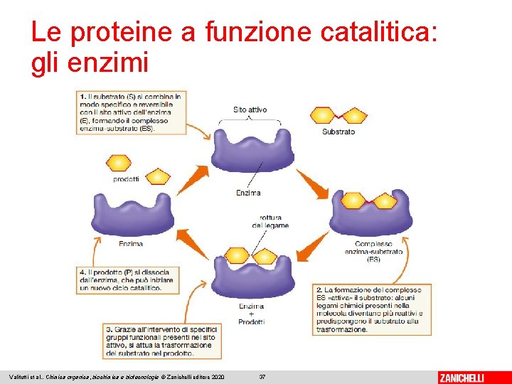 Le proteine a funzione catalitica: gli enzimi Valitutti et al. , Chimica organica, biochimica