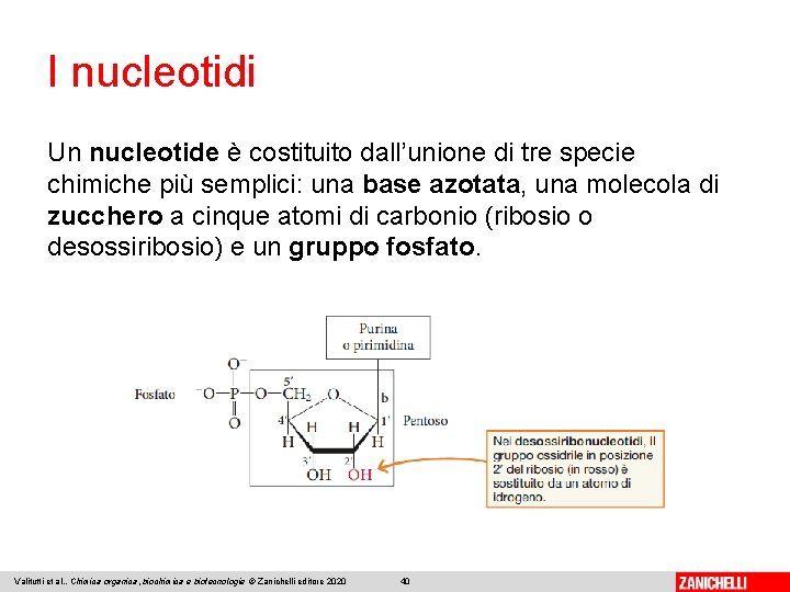 I nucleotidi Un nucleotide è costituito dall’unione di tre specie chimiche più semplici: una