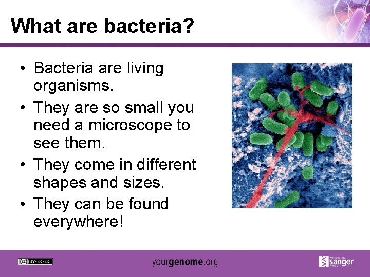 What are bacteria? • Bacteria are living organisms. • They are so small you