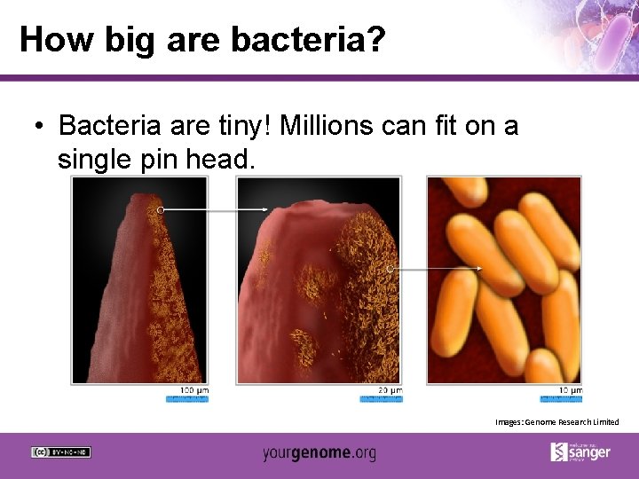 How big are bacteria? • Bacteria are tiny! Millions can fit on a single